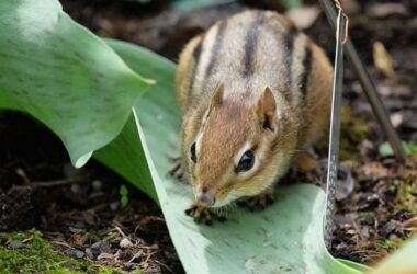 Бурундуки в Шри-Ланке, они же пальмовые белки