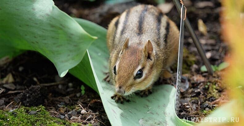 Бурундуки в Шри-Ланке, они же пальмовые белки