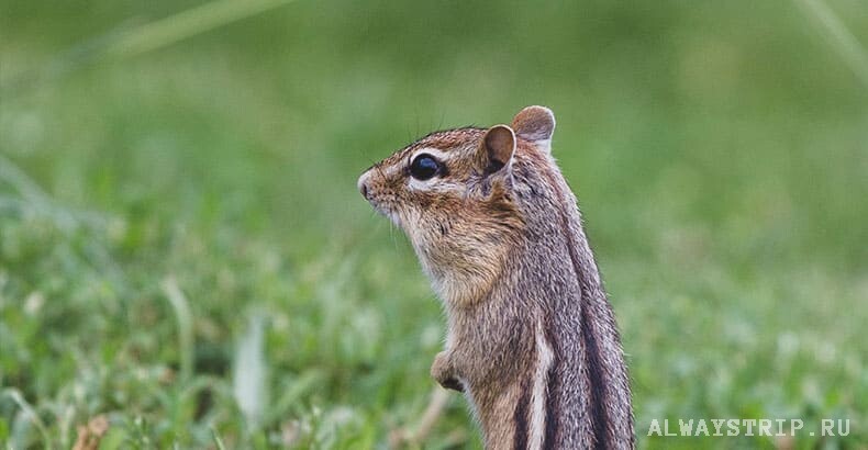 Ланкийские пальмовые белки повсюду, даже в больших городах