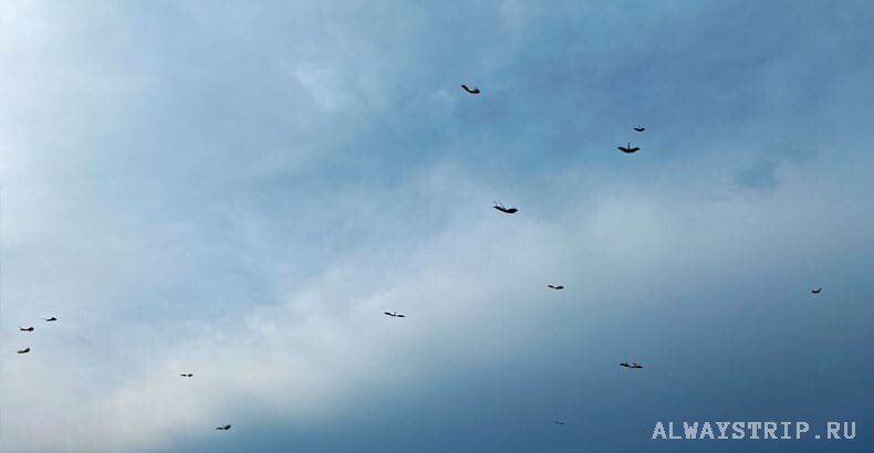 Кайты в небе над Аланией