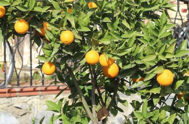 Зимовка в Алании