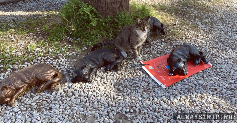 Перфоманс с котами