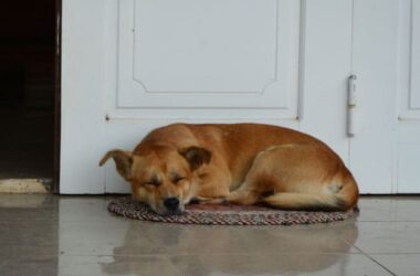 Вьетнамские собаки