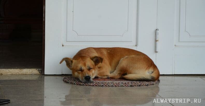 Вьетнамские собаки