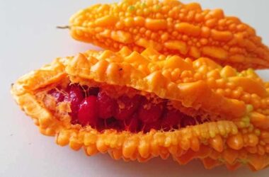 Треснувшая спелая момордика