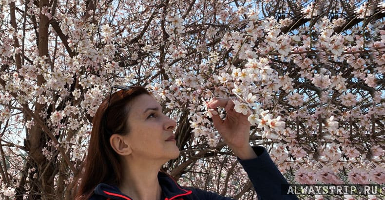 Яркие цветы миндаля