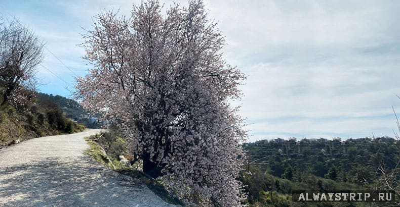 Миндаль в турецкой кухне и не только