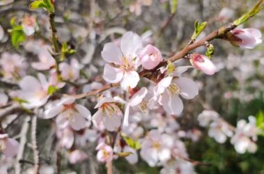 Цветение миндаля в феврале