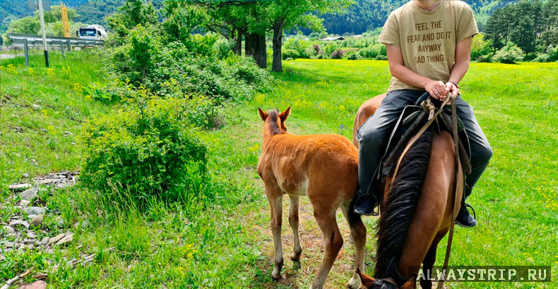 Грузинские лошади