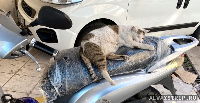 Кот на сидении скутера
