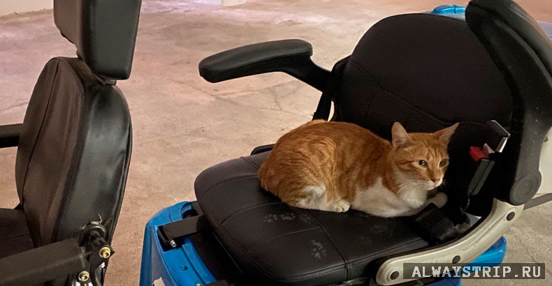 Турецкий кот на сидении скутера