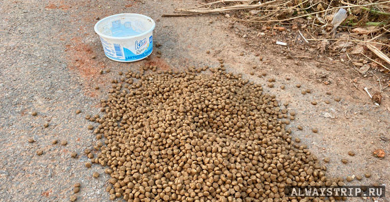 Кошачий корм на асфальте