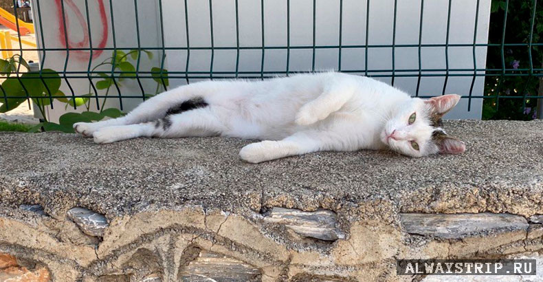 Кот на отдыхе