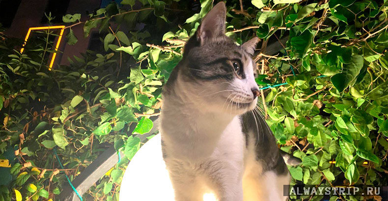 турецкий кот ночью