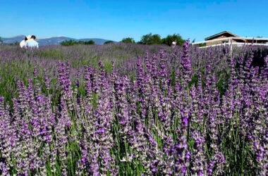 Лавандовые поля Ыспарты