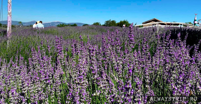 Лавандовые поля Ыспарты