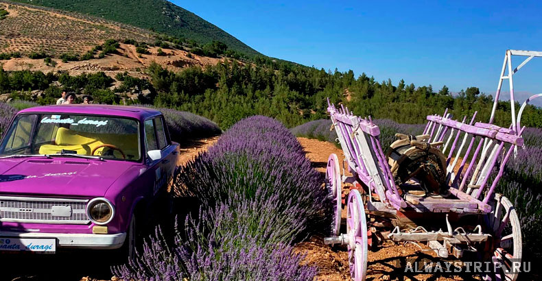 Фотореквизит на лавандовом поле