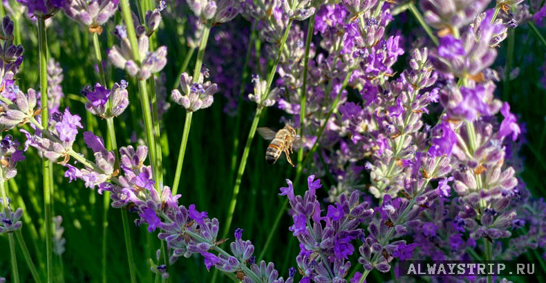 Пчела и лаванда