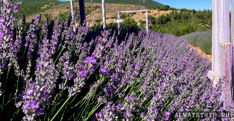 Лаванда