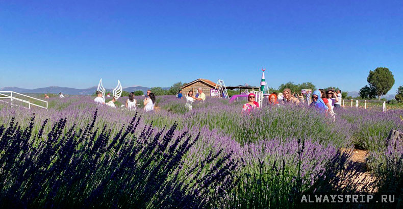 Фотографирующиеся люди на лавандовом поле