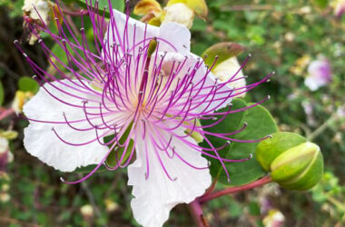 Что такое каперсы