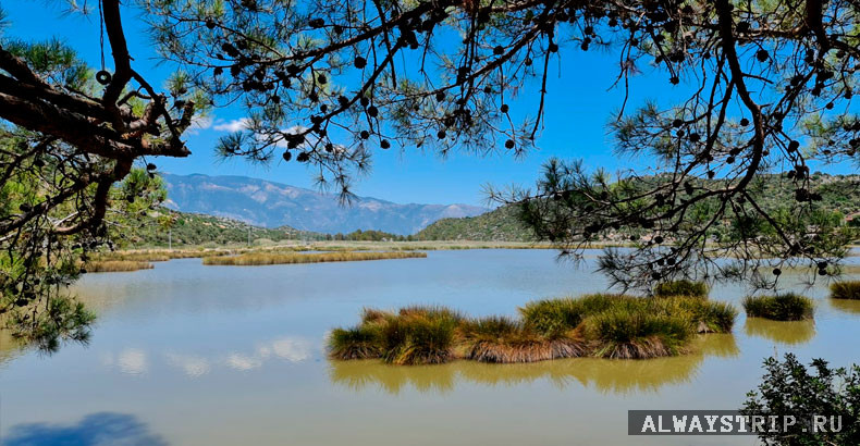 Озеро с белыми фламинго