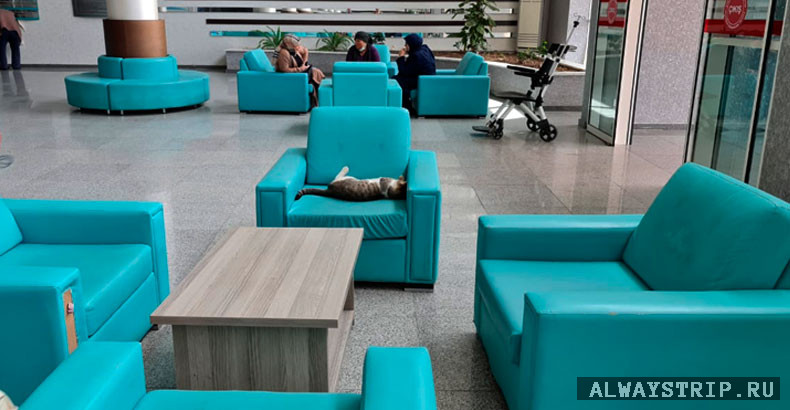 Кот, спящий в турецкой поликлинике