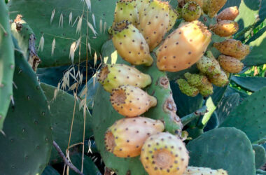 Кактус Опунция с плодами