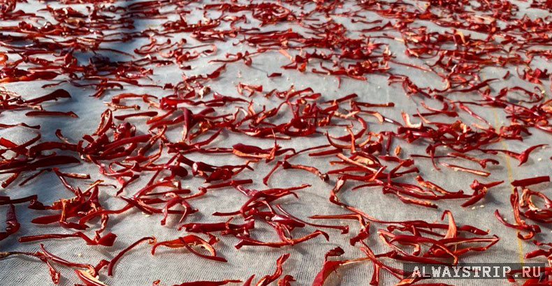 Сушка перца на полях в Турции