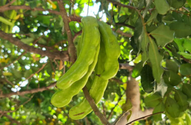 Рожковое дерево, зеленые плоды