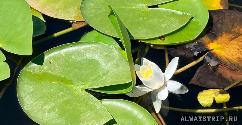 Кувшинка на озере
