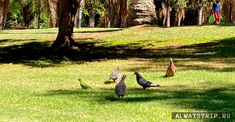 Аргентинские птицы