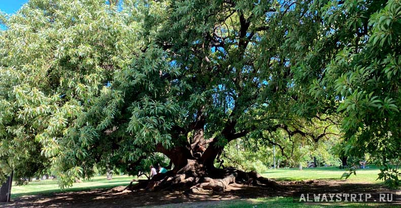 Дерево в городском парке