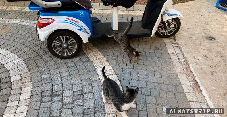 Кошки рядом с электроскутером