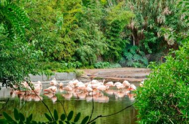 Экопарк в центре Буэнос-Айреса