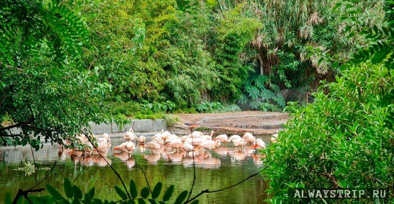 Экопарк в центре Буэнос-Айреса