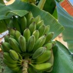 Турецкие бананы Гроздь турецких бананов во дворе дома