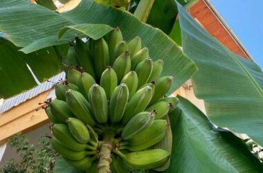 Гроздь турецких бананов во дворе дома