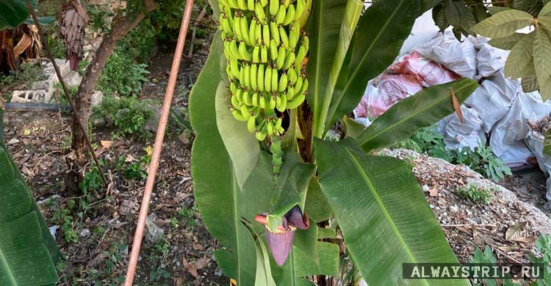 Гроздь бананов с цветком