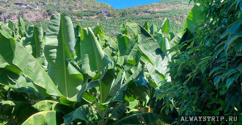 Банановая плантация