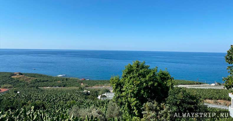 Банановые плантации на берегу Средиземного моря