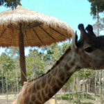 Жираф на острове Фукуок