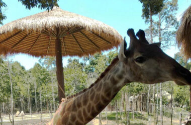 Жираф на острове Фукуок