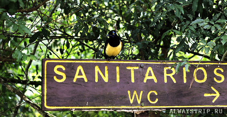 Желтый дрозд на табличке-указателе