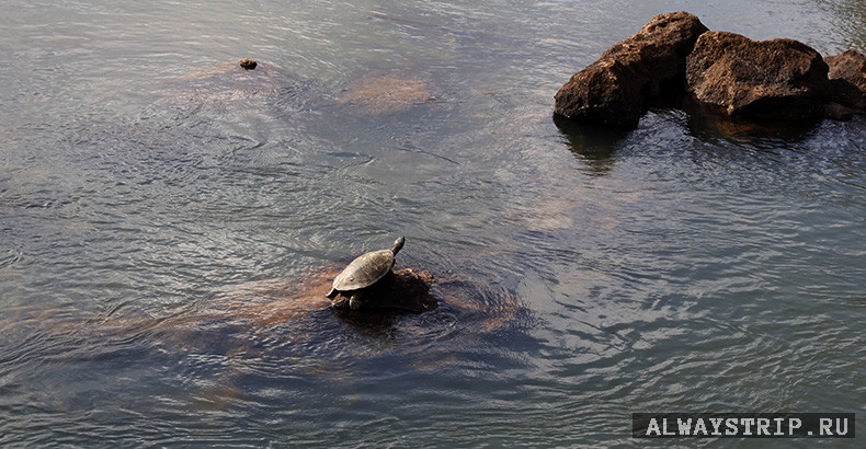 Черепаха в реке Игуасу