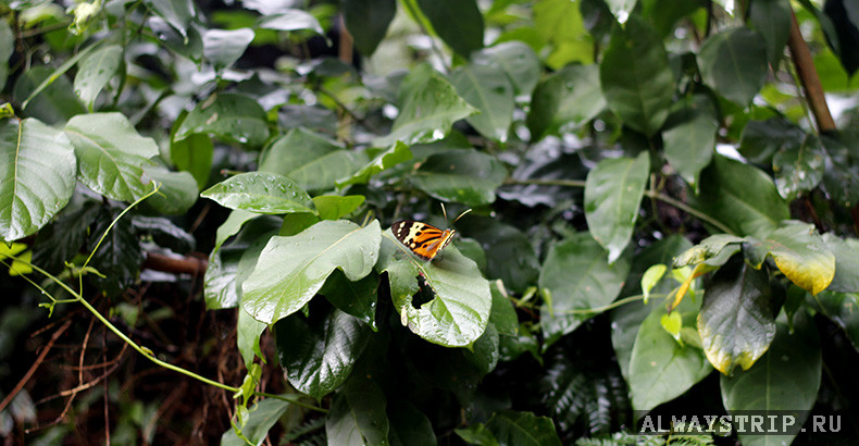 Бабочка в Аргентине