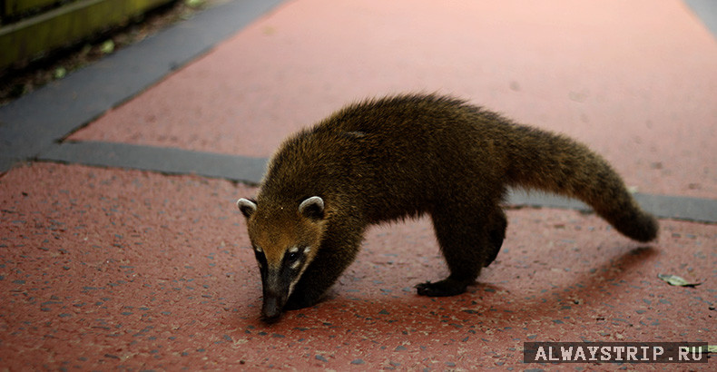 Коати на дороге
