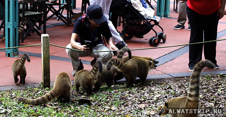 Стайка коати и человек