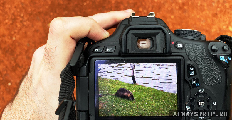 Животное на экране фотоаппарата