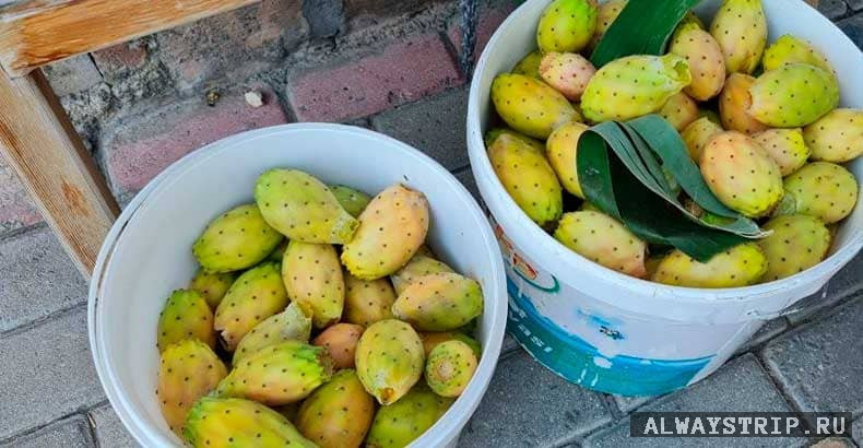 Съедобные плоды кактусов